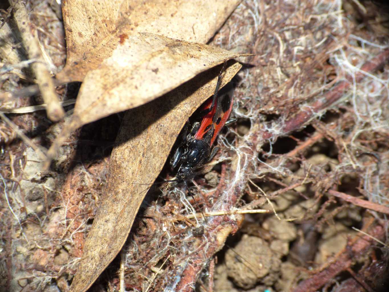 Reduvidae: Peirates hybridus del Lazio (RM)